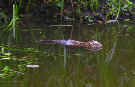 Выплывая из дома